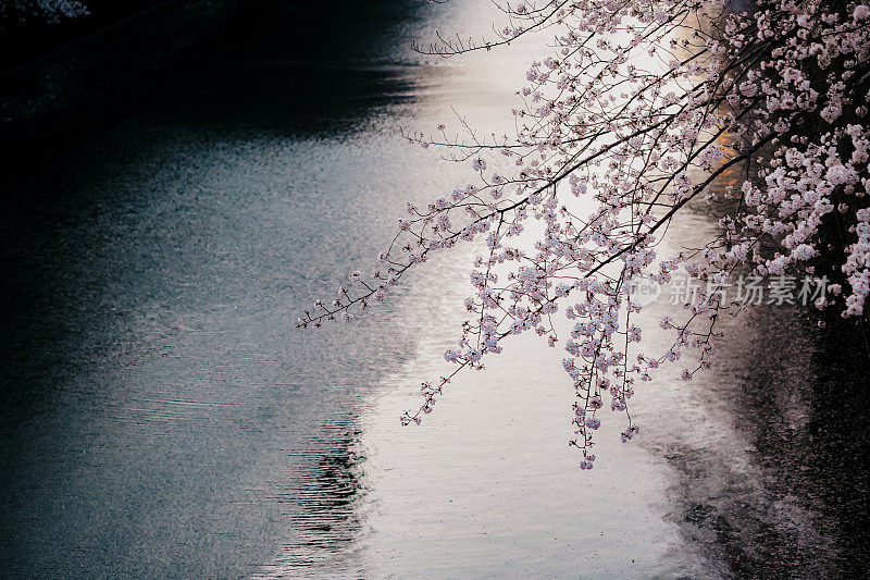 樱花在东京/目黑河